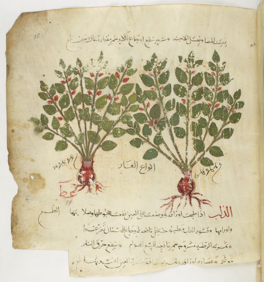 Ouvrir dans Mirador (nouvelle fenêtre)